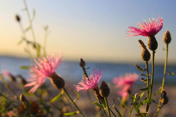 Hovind Art Print featuring the photograph Lakeside Flowers by Scott Hovind