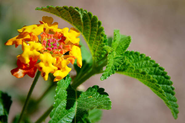 Orange And Yellow Flowers Art Print featuring the photograph Lantana by Anthony Citro