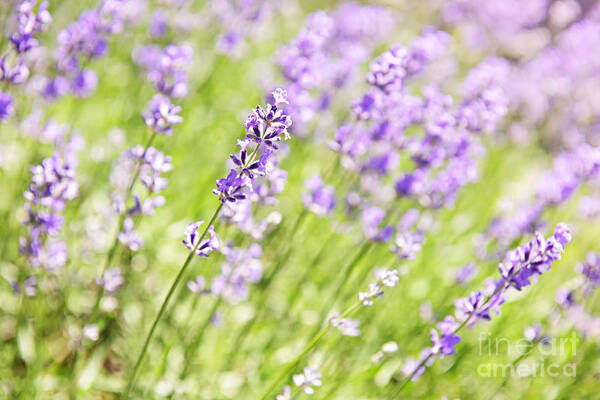 Lavender Art Print featuring the photograph Glowing lavender by Elena Elisseeva