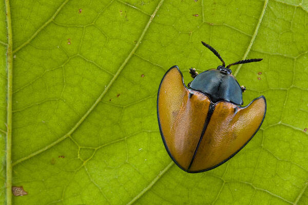 00427201 Art Print featuring the photograph Leaf Beetle In Rainforest Paramaribo by Piotr Naskrecki