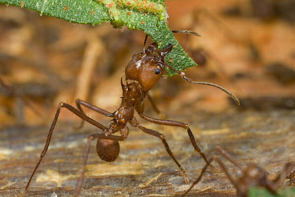 00298501 Art Print featuring the photograph Leafcutter Ant Major Worker Guyana by Piotr Naskrecki