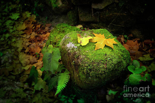 Autumn Art Print featuring the photograph Leafs on Rock by Carlos Caetano