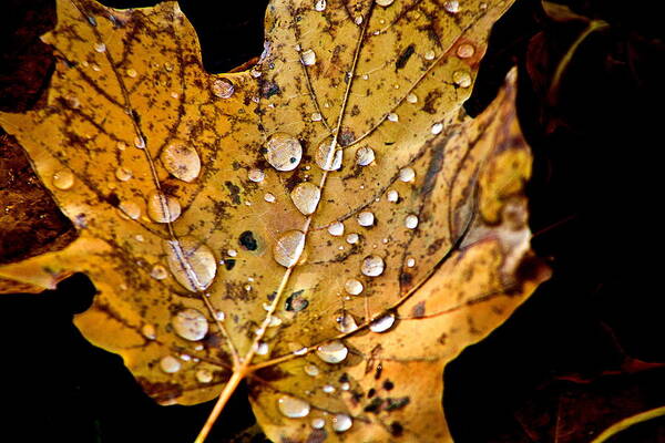 Fall Leaf With Water Droplets Art Print featuring the photograph Leafwash by Burney Lieberman
