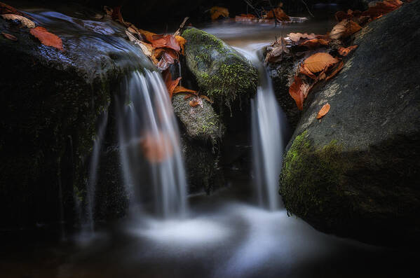 Autumn Art Print featuring the photograph Leaves along small Stream 1 by Steve Hurt