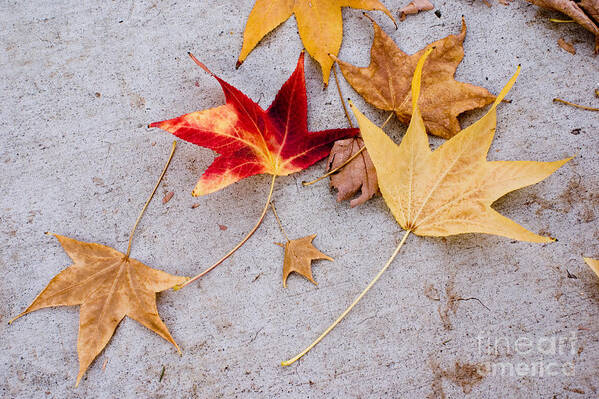 Autumn Art Print featuring the photograph Leaves on the sidewalk by Cindy Garber Iverson