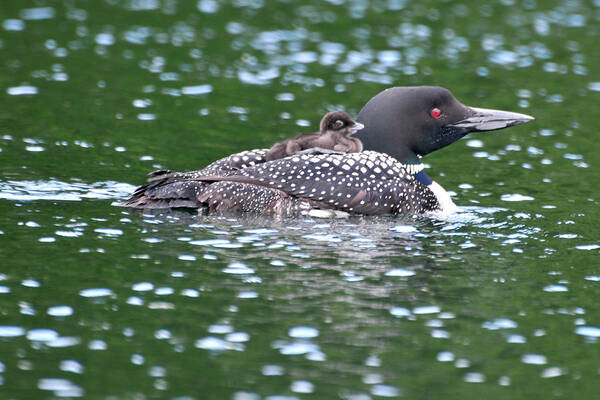 Loon Art Print featuring the photograph Letting Mom do all of the work by Peter DeFina