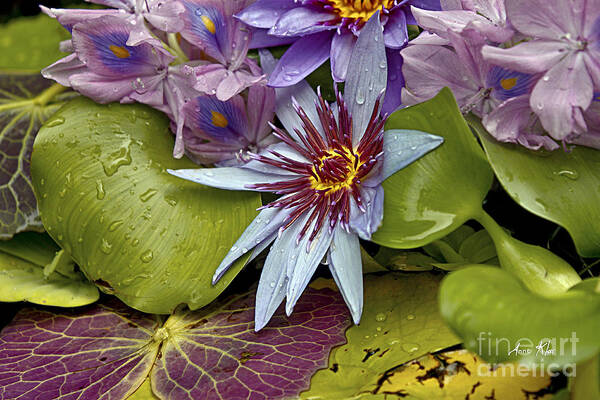 Waterlily Art Print featuring the photograph Lillies No. 9 by Anne Klar