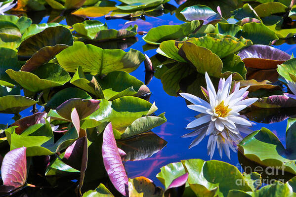 Landscape Art Print featuring the photograph Lily by Lawrence Burry