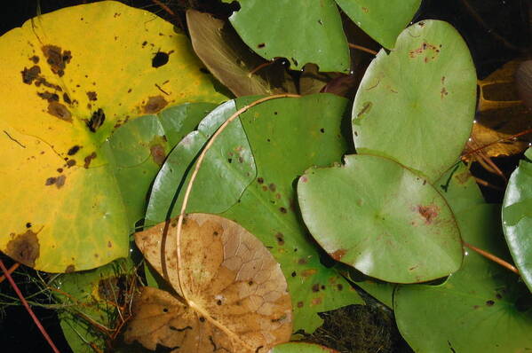 Macro Art Print featuring the photograph Lily Pad Inspection by Margaret Pitcher