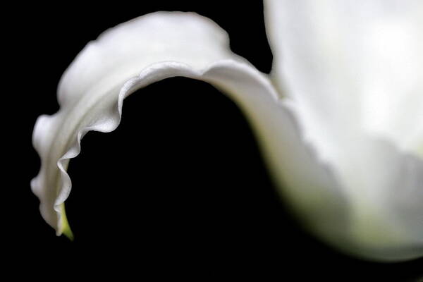 Lily Art Print featuring the photograph Lily Petal From a Side View by Angela Rath