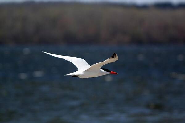 Bird Art Print featuring the photograph Long Haul Flight by Ramabhadran Thirupattur