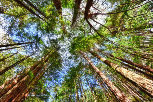 Redwoods Art Print featuring the photograph Look to the Sky by Beth Sargent