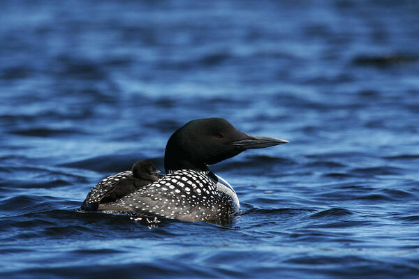 Loon Art Print featuring the photograph Loon and New Born Chick by Benjamin Dahl