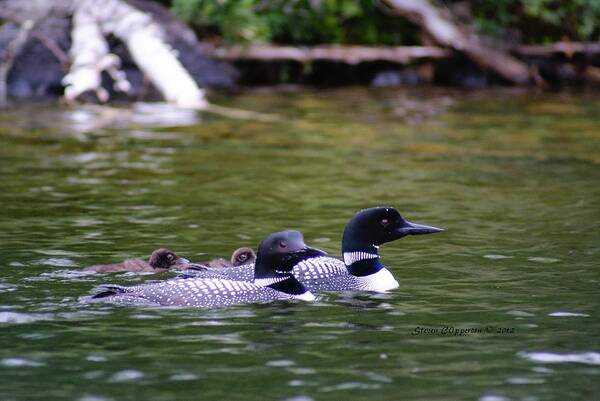 Loons Art Print featuring the photograph Loons with Twins 4 by Steven Clipperton