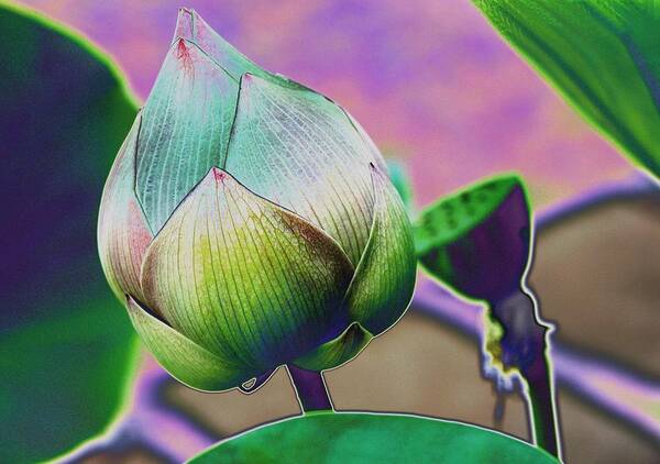 Lotus Art Print featuring the digital art Lotus dreaming 7 by Fran Woods