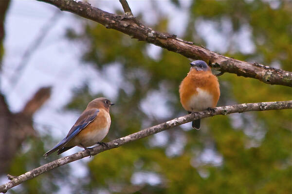 Birds Art Print featuring the photograph Love Birds by Mike Flake