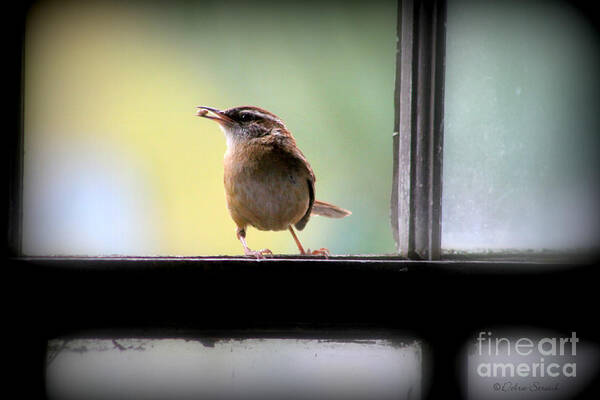 Wren Art Print featuring the photograph Lunch Time by Debra Straub