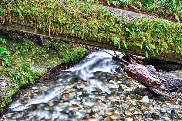 Redwood National Forest Art Print featuring the photograph Lush-ous by Kevin Munro