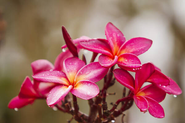 Beautiful Art Print featuring the photograph Magenta Plumeria Bunch by Ron Dahlquist