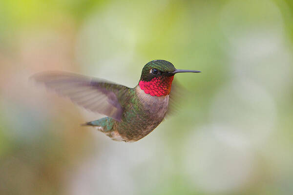 Ruby-throated Hummingbird Art Print featuring the photograph Male in Flight by Dale J Martin