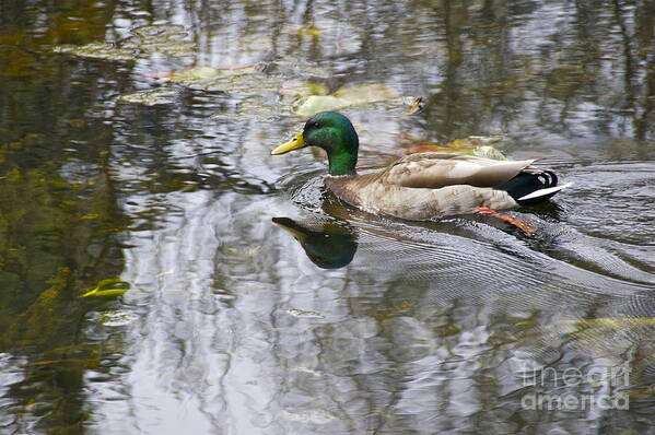 Photography Art Print featuring the photograph Mallard Drake by Sean Griffin
