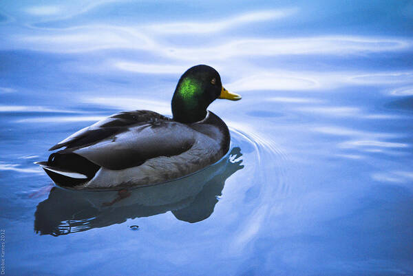 Mallard Art Print featuring the photograph Mallard Morning by Debbie Karnes