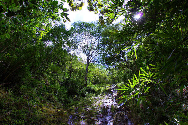 Manoa Art Print featuring the photograph Manoa Rainforest Skylight by Kevin Smith