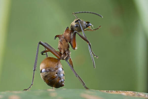 Mp Art Print featuring the photograph Marauder Ant Polyrhachis Sp Cleaning by Piotr Naskrecki
