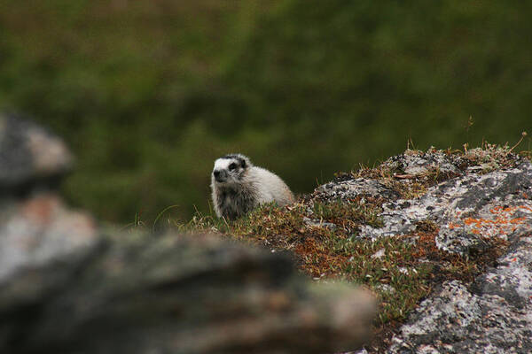 Marmot Art Print featuring the photograph Marmot Denali National Park by Benjamin Dahl