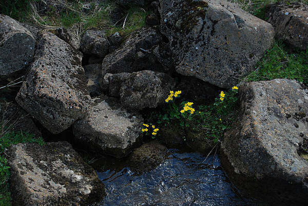  Art Print featuring the photograph Marsh Marigolds I by Marilynne Bull