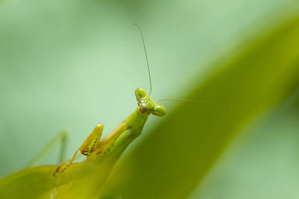 Praying Mantis Art Print featuring the photograph Mean Green Fighting Machine by Kathy Clark