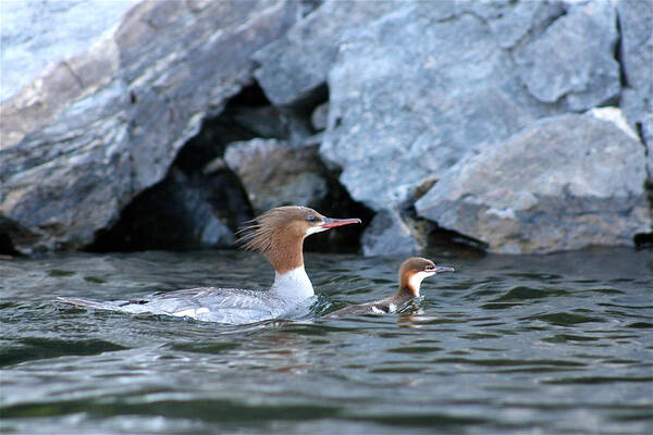 Merganser Art Print featuring the photograph Merganser and Duckling by Cathie Douglas