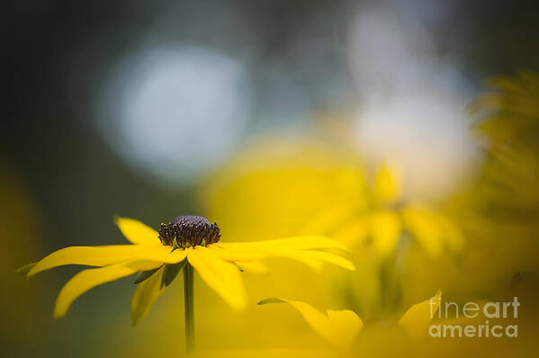 Coneflowers Art Print featuring the photograph Misty Morn by Jacky Parker