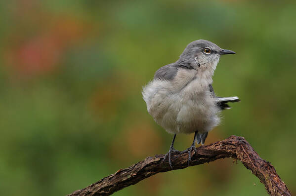 Mocking Bird Art Print featuring the photograph Mocking Bird Perched In The Wind by Daniel Reed