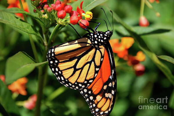 Butterflies Art Print featuring the photograph Monarch by Ken Williams
