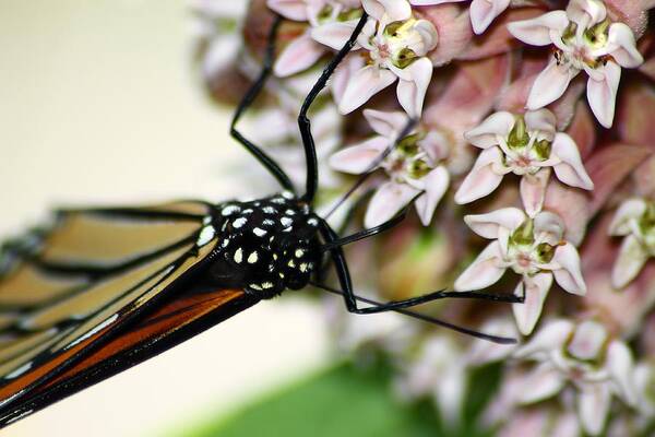 Hovind Art Print featuring the photograph Monarch on Milkweed 3 by Scott Hovind