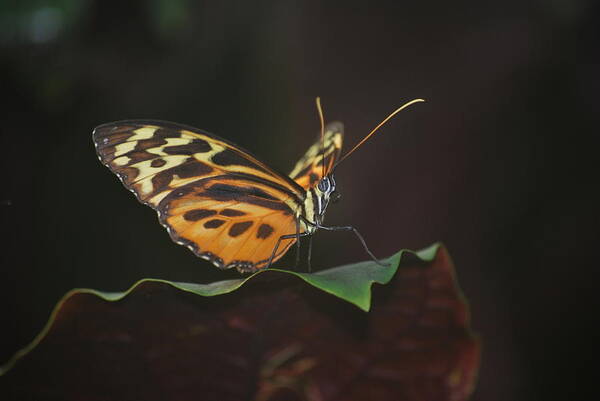 Monarch Butterfly Art Print featuring the photograph Monarch Perch by Amee Cave