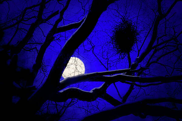 Moonlit Photography Art Print featuring the photograph Moon Wood by Richard Piper