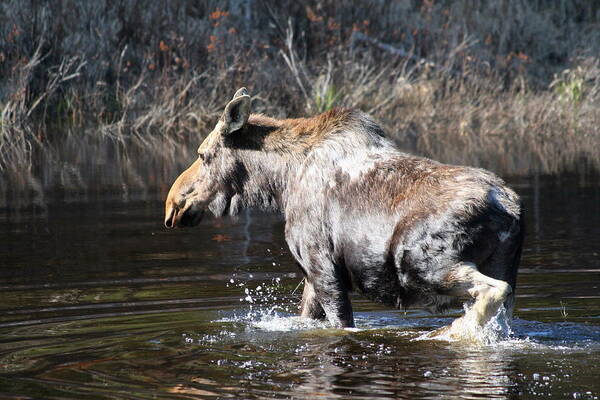 Moose Art Print featuring the photograph Moose crossing pond by Dr Carolyn Reinhart
