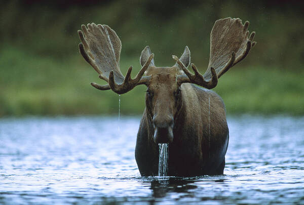 00172624 Art Print featuring the photograph Moose Male Raising Its Head While by Tim Fitzharris