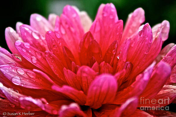 Floral Art Print featuring the photograph Morning Rain by Susan Herber