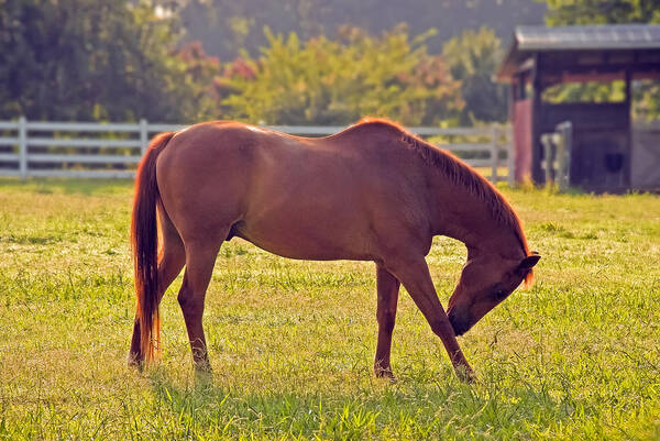 Horse Art Print featuring the photograph Morning Stretch by Gene Hilton