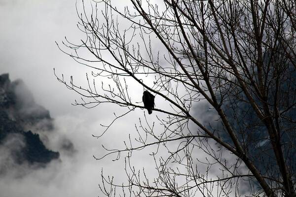 Hawk Art Print featuring the photograph Morning Watch by Ken Vaughn