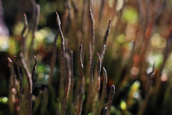 Bokeh Art Print featuring the photograph Mossy Fingers by Michele Cornelius