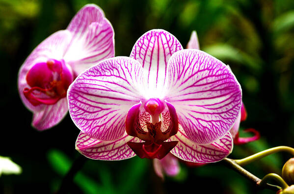 Flowers Art Print featuring the photograph Moth Orchid by Pravine Chester