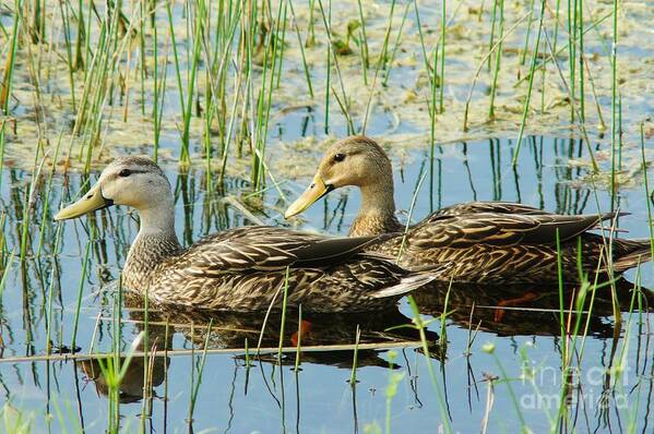 Mottled Duck Art Print featuring the photograph Mottled Duck Pair by Lynda Dawson-Youngclaus