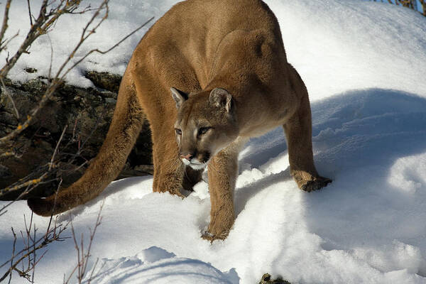 Mp Art Print featuring the photograph Mountain Lion Puma Concolor by Matthias Breiter