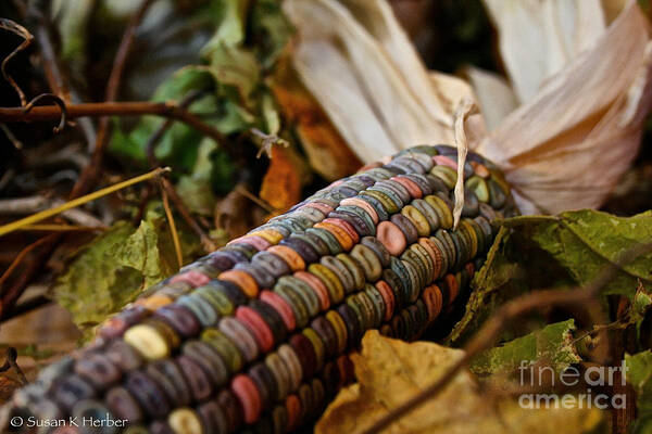 Outdoors Art Print featuring the photograph Multi Colors by Susan Herber