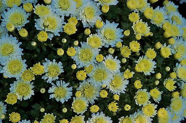Flower Art Print featuring the photograph Mums by Joseph Yarbrough
