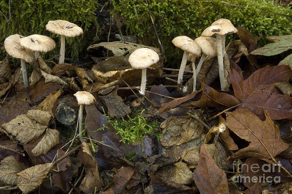 Mushrooms Art Print featuring the photograph Mushrooms and Leaves by Bob Christopher